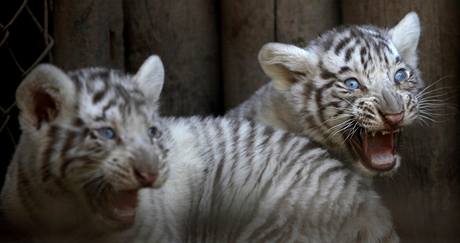 Bl tygci, kte se v chilsk zoo narodili 28. prosince.