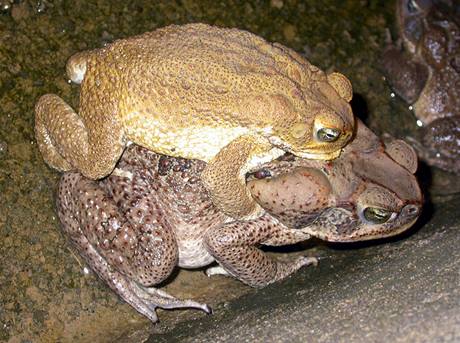 Ropucha obrovsk (Bufo marinus), kopulujc pr.