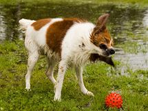 Kooikerhondje, loveck plemeno specializujc se na lov kachen - jedno z lkadel leton Mezinrodn vstavy ps v Oloumouci. 