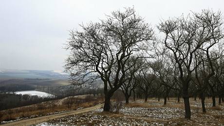 Mandloov sady, skryt a zdaleka ne kadmu znm pcha Hustope, bojuj o zchranu