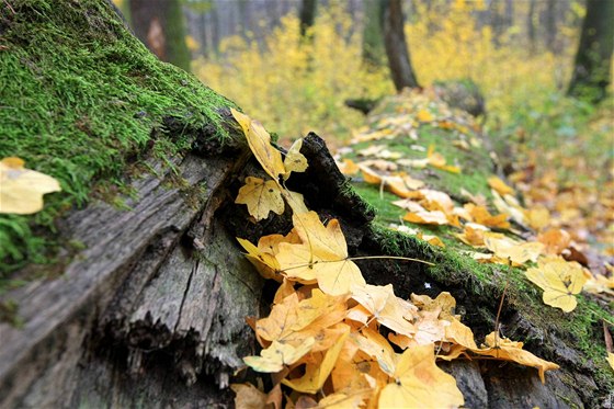 Lesní arboreta Ktiny a Habrvka chystají na letoek opravy a novinky (ilustraní snímek).