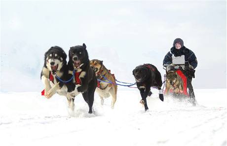 Mushing, to je adrenalin pro lovka i pro psy. Ilustran foto