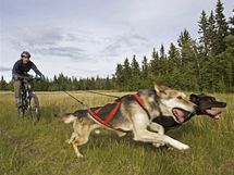 Bikejring je disciplna, pi kter je lovk jedouc na kole spojen prunm lanem s psm speenm.
