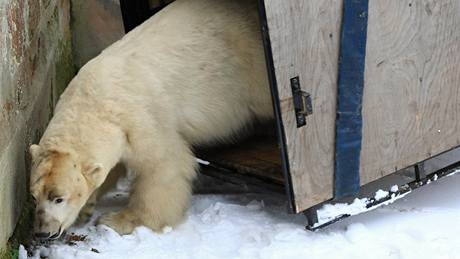 Návrat ledního medvda Umca do Brna