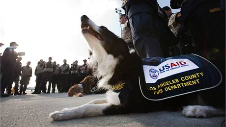 Amerití hasii se speciáln cvienými psy ekají na odlet na Haiti. (14. ledna 2010)