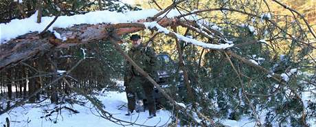 Kehké borovice ve Vracov neunesly tíhu ledu a snhu, lesáci zde zaznamenávají velké kody