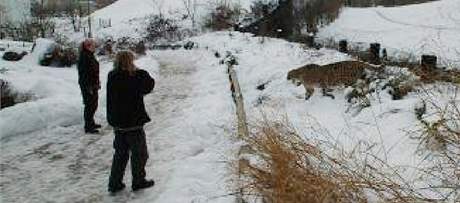 V prask ZOO utekl z vbhu gepard. (22. ledna 2010)