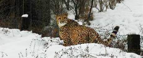 V praské ZOO utekl z výbhu gepard. (22. ledna 2010)