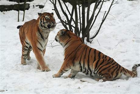 Pro milostn ritul tygr je typick "koi" namlouvn. Xenon a Mary v prask ZOO, leden 2010.