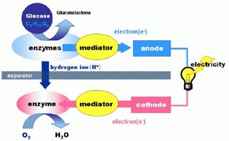Schma mechanismu vroby elektiny bio bateriemi.