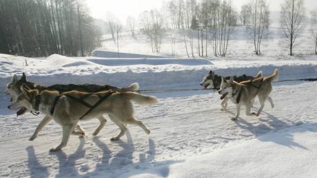 Závody psích speení Cross country - mid Janoviky. (24. ledna 2010)