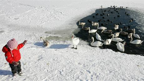 Dt krm labut na zamrzlm Labi v Hradci Krlov. (26. ledna 2010)