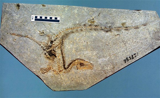 Zkamenlina dinosaura nalezená v ín, Vdci z ní urili, jaké ml pravký tvor barvy-