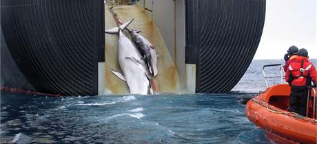 Velrybí maso zaali Japonci zpracovávat i do psích pamlsk (ilustraní foto)