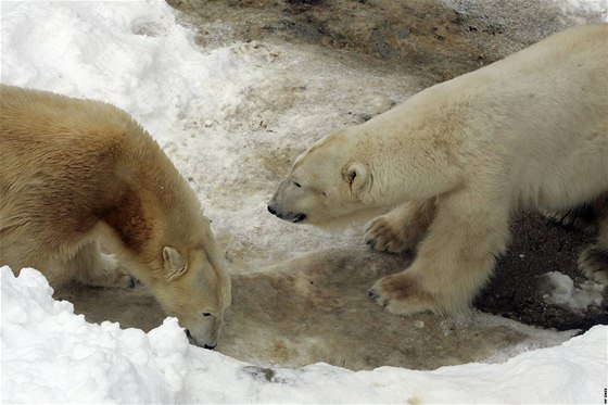 Medvdice Cora a medvd Umca v brnnské zoo