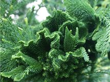 Dendrologicky zajmav je napklad kryptomerie (Cryptomeria japonica) s lopatkovit tvarovanmi ztloustlmi vhony.