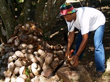 San Andrs, v rozbjen kokosovch oech jsou mstn velmi zrun