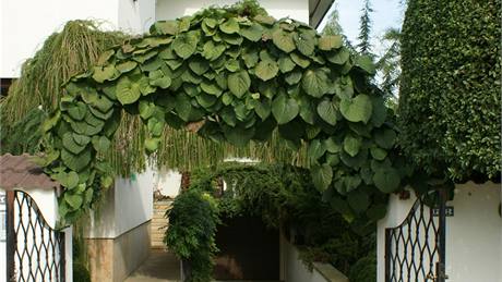 Píjezd do garáe lemuje loubí obrostlé velkolistým podracem (Aristolochia crophylla).