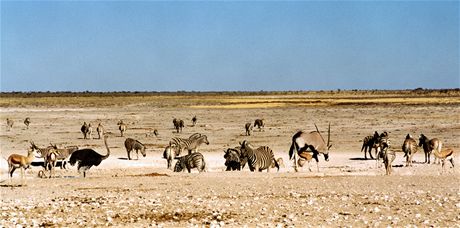 Namibie, Nrodn park Etosha. Pmoroci, zebry i ptrosi se schzej u jednoho z napajedel