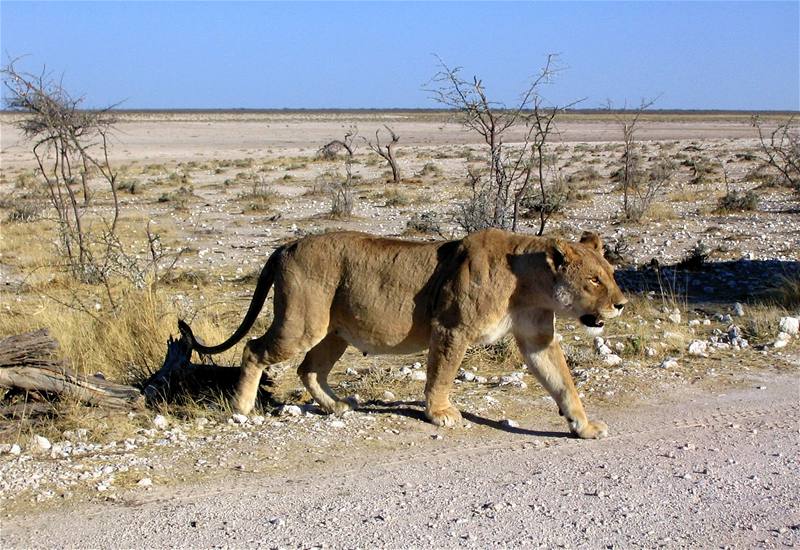 Na takový záitek musíte mít trochu tstí: lvice bí pes cestu v NP Etosha