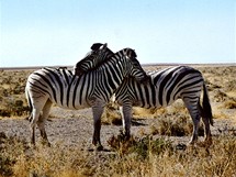 Namibie, Nrodn park Etosha