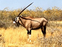 Namibie, Nrodn park Etosha. Pmoroci se po parku pohybuj asto samotsky