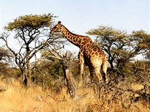 Namibie, Nrodn park Etosha