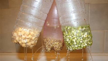 Klíící semínka je nutno minimáln 3x za den propláchnout istou vodou.