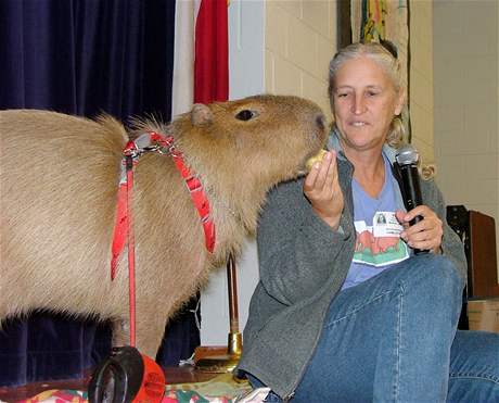 Kapybara jako mediální hvzda
