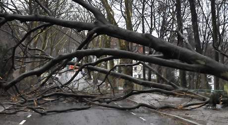 Na jihu Moravy padaly v nedli detm podmáené stromy. Ilustraní foto
