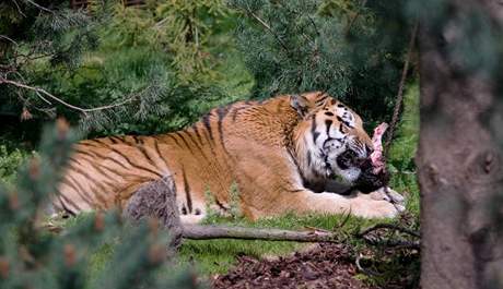 V dánské zoo eká Darju sedmiletý samec Igor