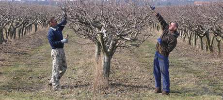 Mui sthaj stromy jablon v sadu nedaleko Popic