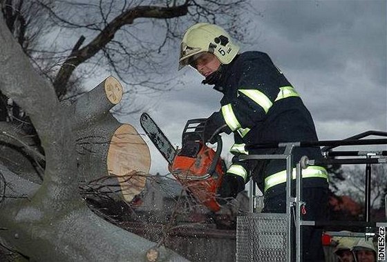 Do dodávky, která havarovala v Havíov, se po nehod opel vzrostlý strom. Ilustraní foto