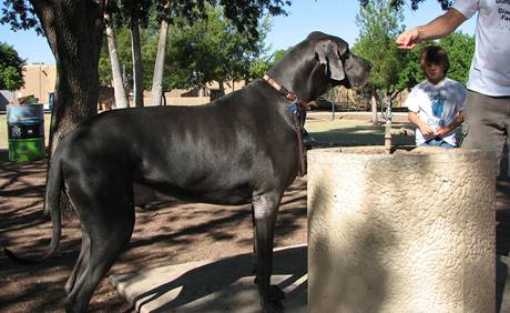 Giant George (Velikn Ji) z Tucsonu v Arizon