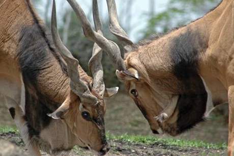 Antilopa Derbyho