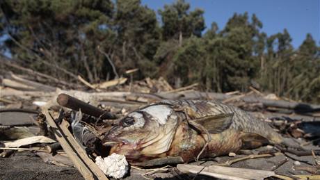 Tlející ryby po niivém zemtesení a tsunami v Chile