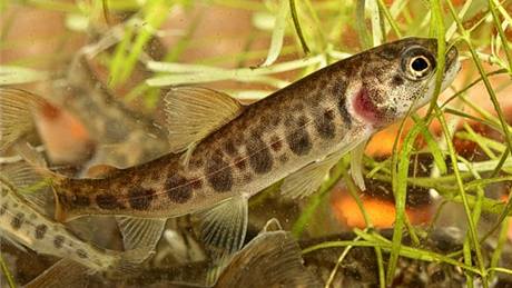 Malé lososy správa národního parku vysadí do eky na podzim