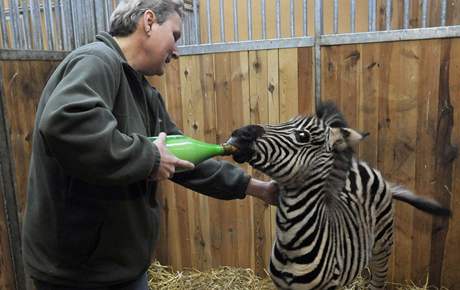 Oetovatelka Rena Weberová krmí zebru z lahve kadé tyi hodiny