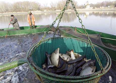 Pracovnci spolenosti Rybnkstv Pohoelice zaali s jarnmi vlovy na rybnku u Sedlece na Beclavsku