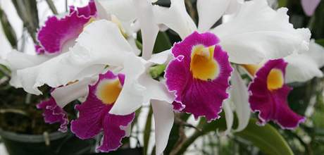 V Botanick zahrad a arboretu Mendelovy univerzity v Brn se kon vstava nazvan Kvty orchidej