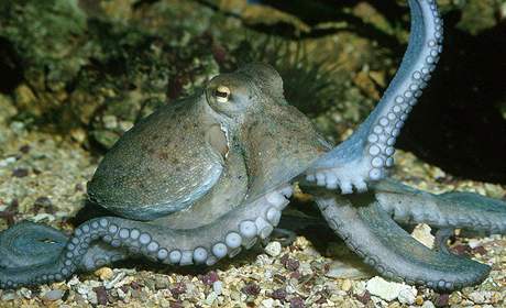 Chobotnice pobení