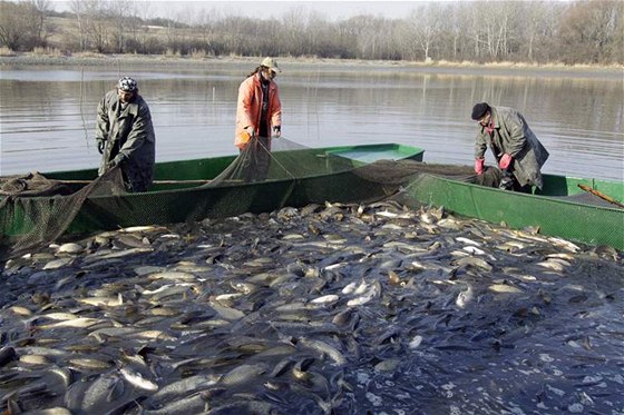Jihomoravtí rybái se chystají na podzimní výlovy kapr. Ilustraní foto