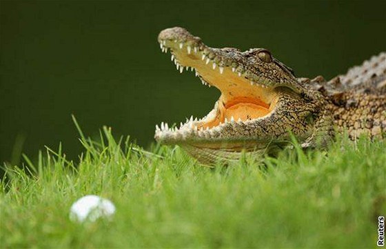 Honga Kee Sionga pokousal krokodýl v roce 2004, kdy u sedmé jamky hledal zatoulaný míek.