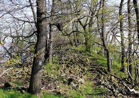 esk stedoho, vrchol Pleivce nad Kamkem