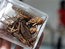 Marie Borkovcov z Mendelovy univerzity v Brn vede pednku pod nzvem Hmyz ve viv lidstva spojenou s degustac hmyzch pokrm (16. 3. 2010).