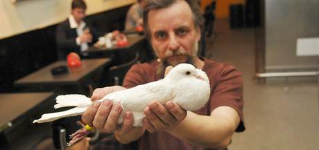 Holubá Milan Stejskal chová jedinený druh holuba - brnnského voláe