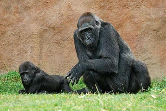 Po projektu Odhalení se gorily z Prahy stávají souástí projektu Pomáháme gorilám, který bude pispívat k záchran goril ve volné pírod.