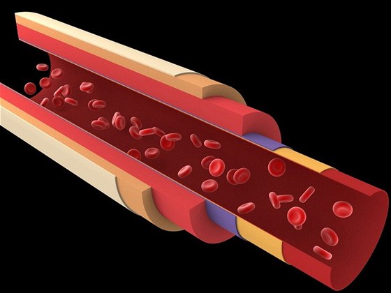 artérie - ilustraní foto