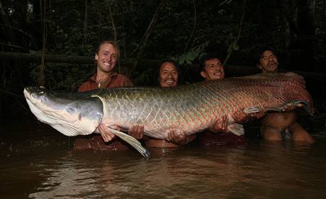 Arapaima gigas 302centimetr dlouh a 154 kilogram, pekonali jsme tak n vlastn, 2 roky star svtov rekord arapaimy o vze 130 kg