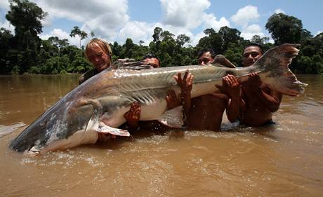 Sumec Piraba 215 kilogram